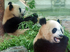 Los pandas aguardan en el Zoo Market.
