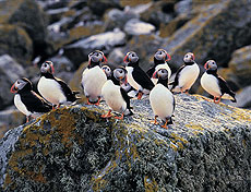 El Scottish Seabird Centre permite ver a todo tipo de aves.