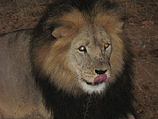 El león, uno de los 'Cinco Grandes'.