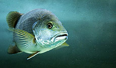 El buceo y Ocean�a est�n ligados.