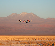 Salar de Atacama, Chile