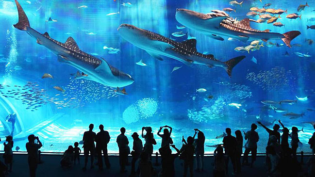 Uno de los escenarios submarinos del Aquarium de Barcelona.